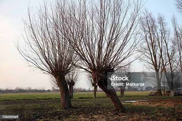 Willows In Landschaft Stockfoto und mehr Bilder von Ast - Pflanzenbestandteil - Ast - Pflanzenbestandteil, Baum, Betuwe