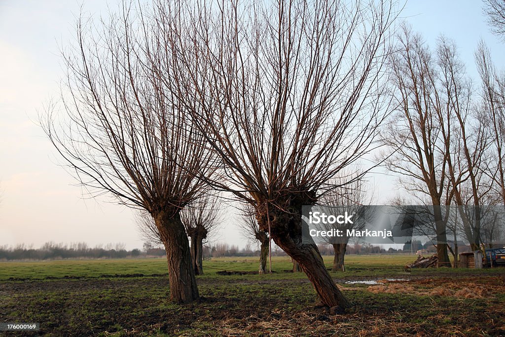 Willows w countryside - Zbiór zdjęć royalty-free (Betuwe)