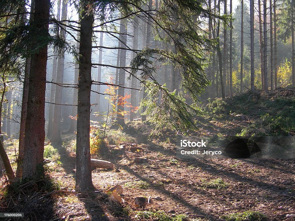 Foresta nebbiosa 03 - Foto stock royalty-free di Alba - Crepuscolo