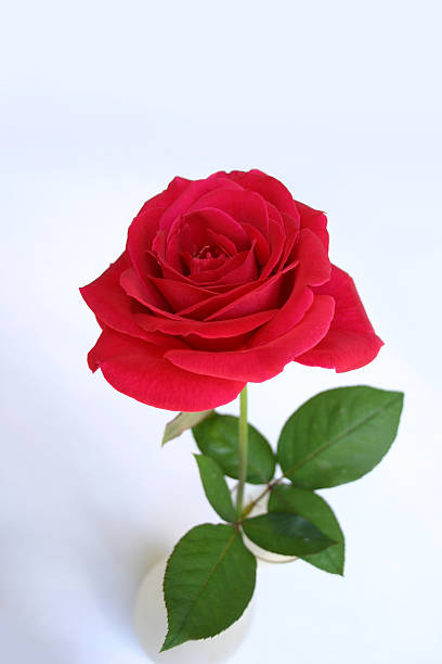 Single red rose flower isolated on white background