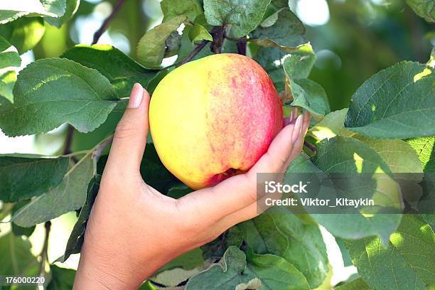 Apple - Fotografias de stock e mais imagens de Adulto - Adulto, Alimentação Não-saudável, Alimentação Saudável