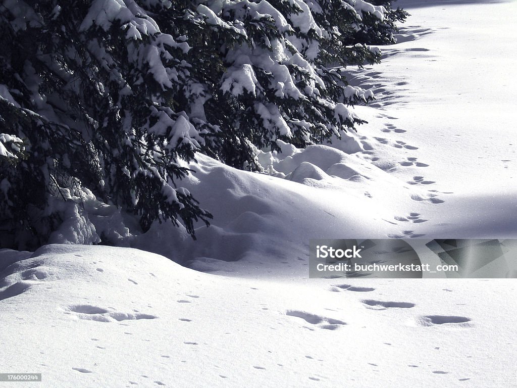 Orme di Yeti (Snow Trekking - Foto stock royalty-free di Albero