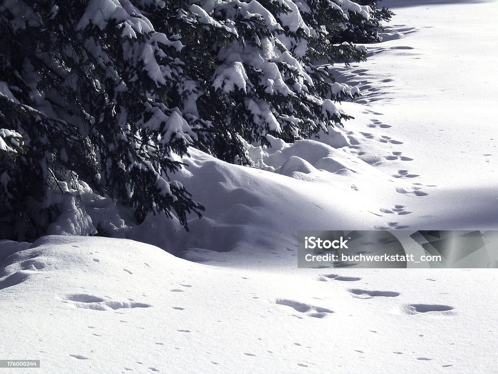 A poucos passos do Yeti (trilha de neve - Foto de stock de Alpes europeus royalty-free
