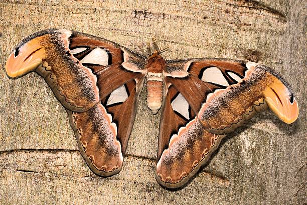 Attacus atlas, the Atlas moth, is a large saturniid moth endemic to the forests of Asia. photography. Malaysia