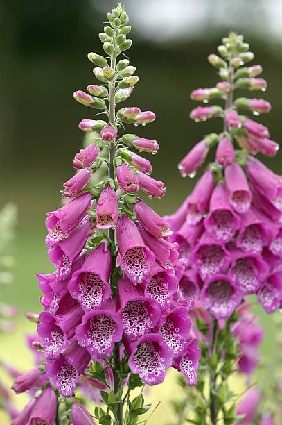 Dripping Digitalis Foxgloves in the rain foxglove photos stock pictures, royalty-free photos & images