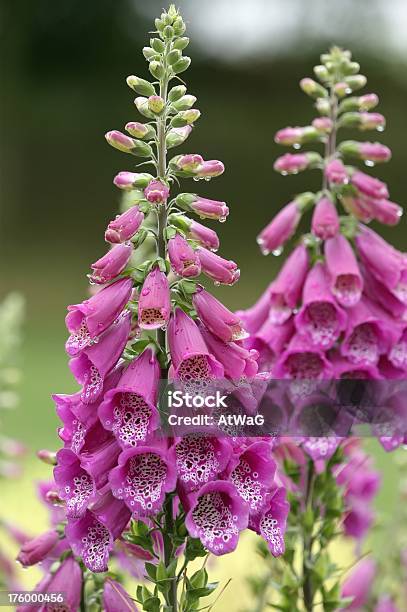 Dripping Digitalis Stock Photo - Download Image Now - Foxglove, UK, Beauty