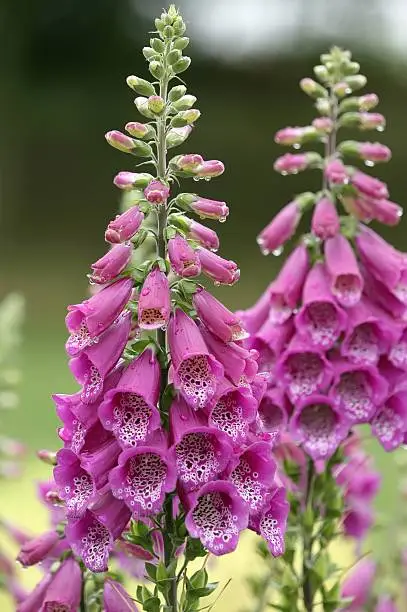 Foxgloves in the rain