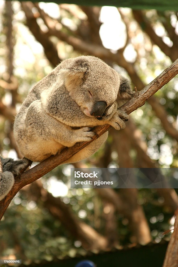 Australijskiego Koala - Zbiór zdjęć royalty-free (Australia)