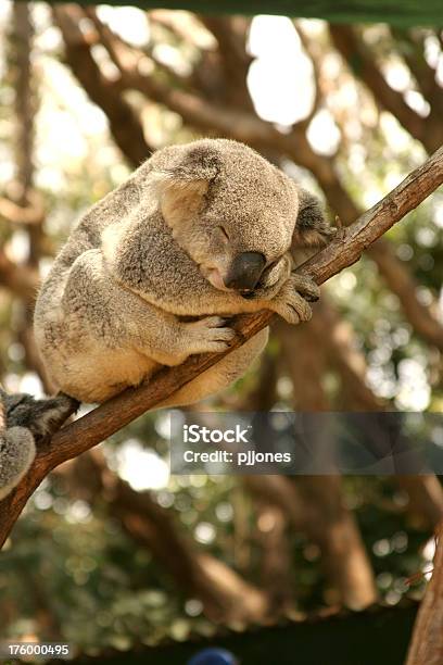 Australijskiego Koala - zdjęcia stockowe i więcej obrazów Australia - Australia, Fajny, Fotografika