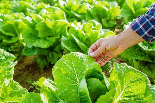 Farmer examining leaves of romaine lettuce