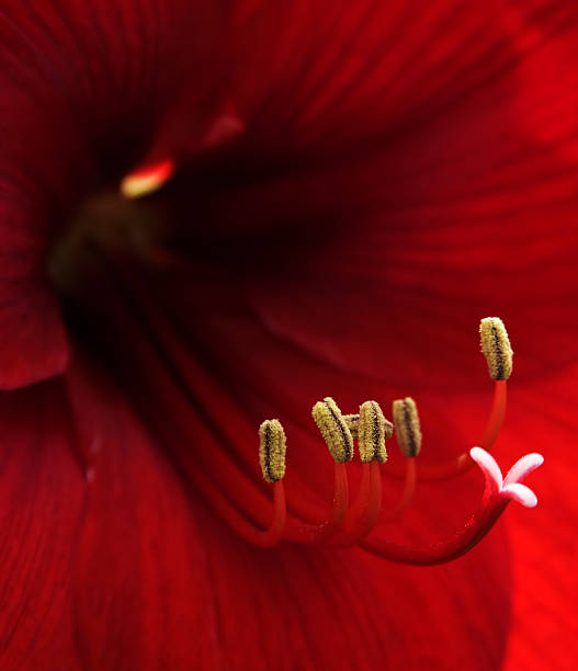 Amarílis - fotografia de stock