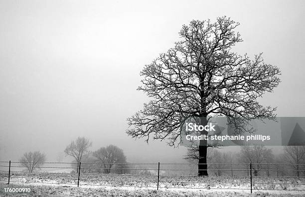 Photo libre de droit de Paysage Portrait Dun Arbre Sans Feuillage À La Première Neige Automne banque d'images et plus d'images libres de droit de Arbre