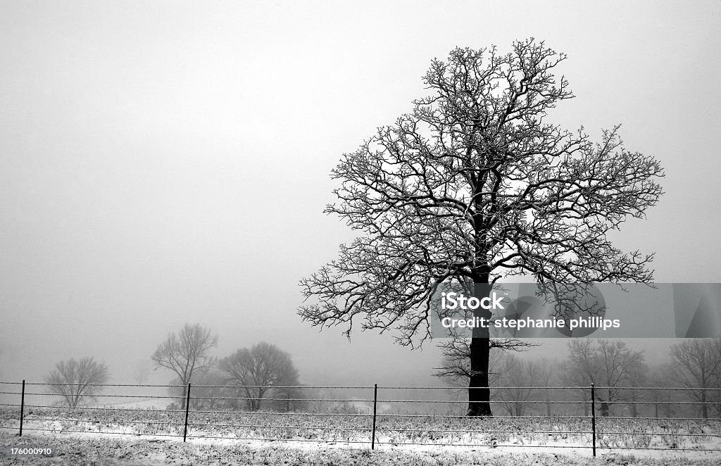 Pejzaż Portret z Bezlistne drzewo przy pierwszym śnieg spadają - Zbiór zdjęć royalty-free (Biały)