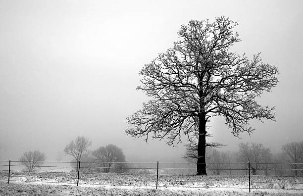 paisagem retrato de uma árvore sem folhagem com a queda de neve - bare tree winter plants travel locations imagens e fotografias de stock