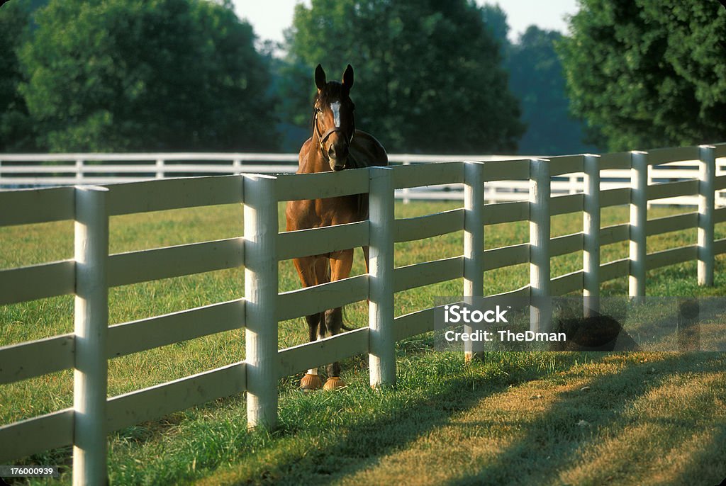 Horse in Paddock A thoroughbred mare looks over a fence on a horse farm. Fence Stock Photo