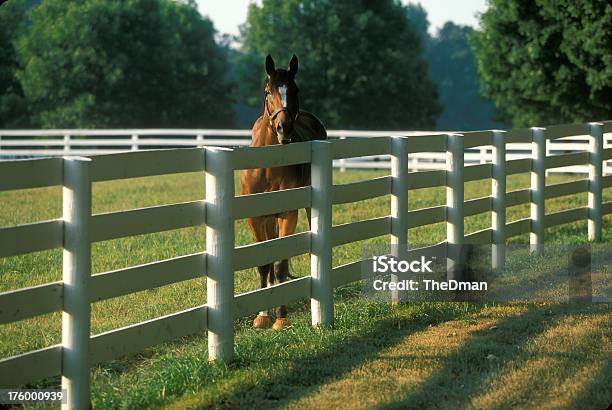 Horse In Paddock Stock Photo - Download Image Now - Fence, Horse, Stallion