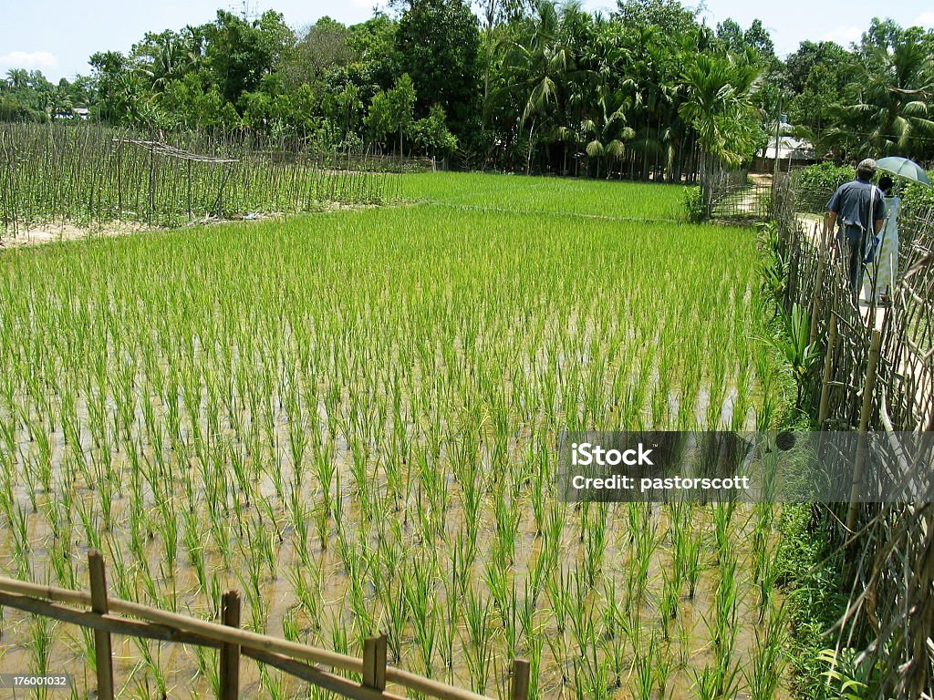 Pasee con su pareja mujer con sombrilla campo de arroz Bangladesh - Foto de stock de Adulto libre de derechos