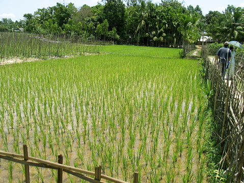 Rainfed wetland cultivation of paddy crop in tropical region