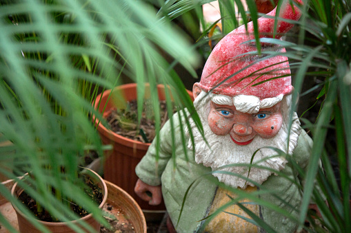 Ceramic gnome stands in the bushes of the garden or flower greenhouse.