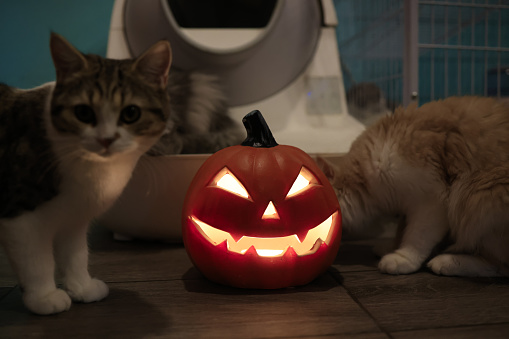 Halloween pumpkin lantern with  cute cat in the room
