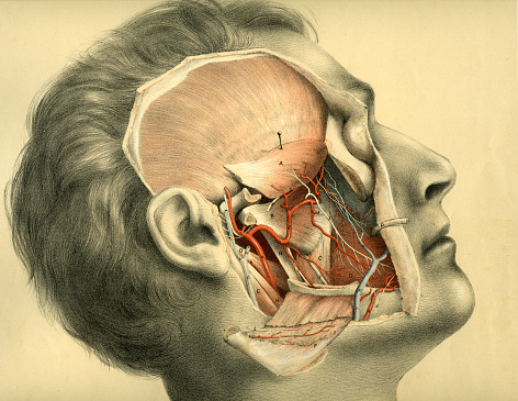 High resolution scan of a dissected head taken from a very large format poster book approx (60cm x30cm)titled \