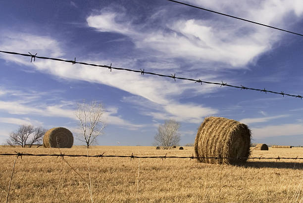 A wooden fence post surrounded by tall crested wheat grass on the prairies in Saskatchewan
