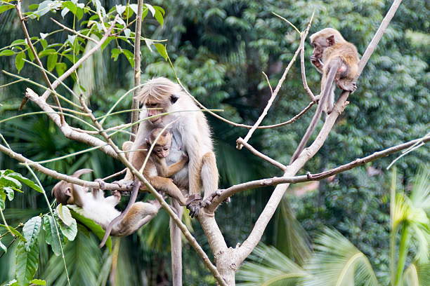 Animals: Monkeys stock photo