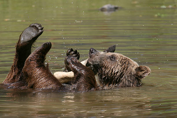 Playing Brown Bear, Grizzly stock photo
