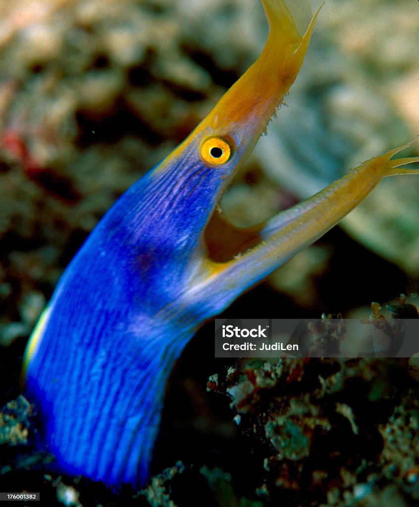 Morena azul es una de las importantes residentes en los arrecifes de Fiyi - Foto de stock de Agua libre de derechos