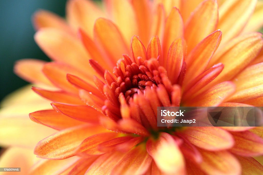 Macro close-up de uma cabeça de Flores de Crisântemo laranja, DOF Raso - Royalty-free Amarelo Foto de stock