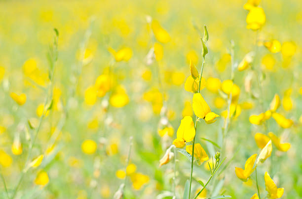 Crotalaria juncea stock photo