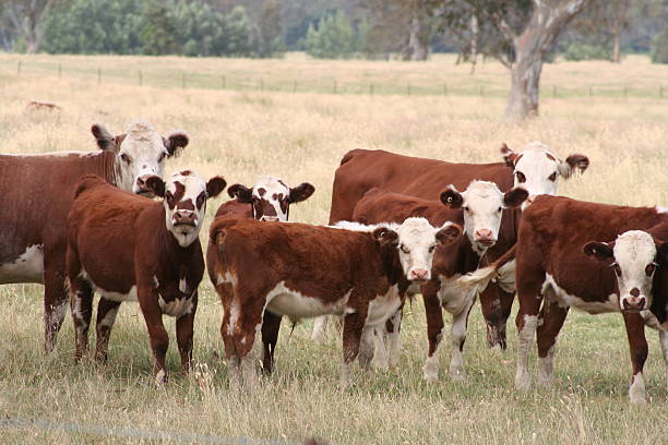 The Seven Cows stock photo