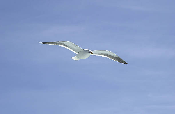 mouette - Photo