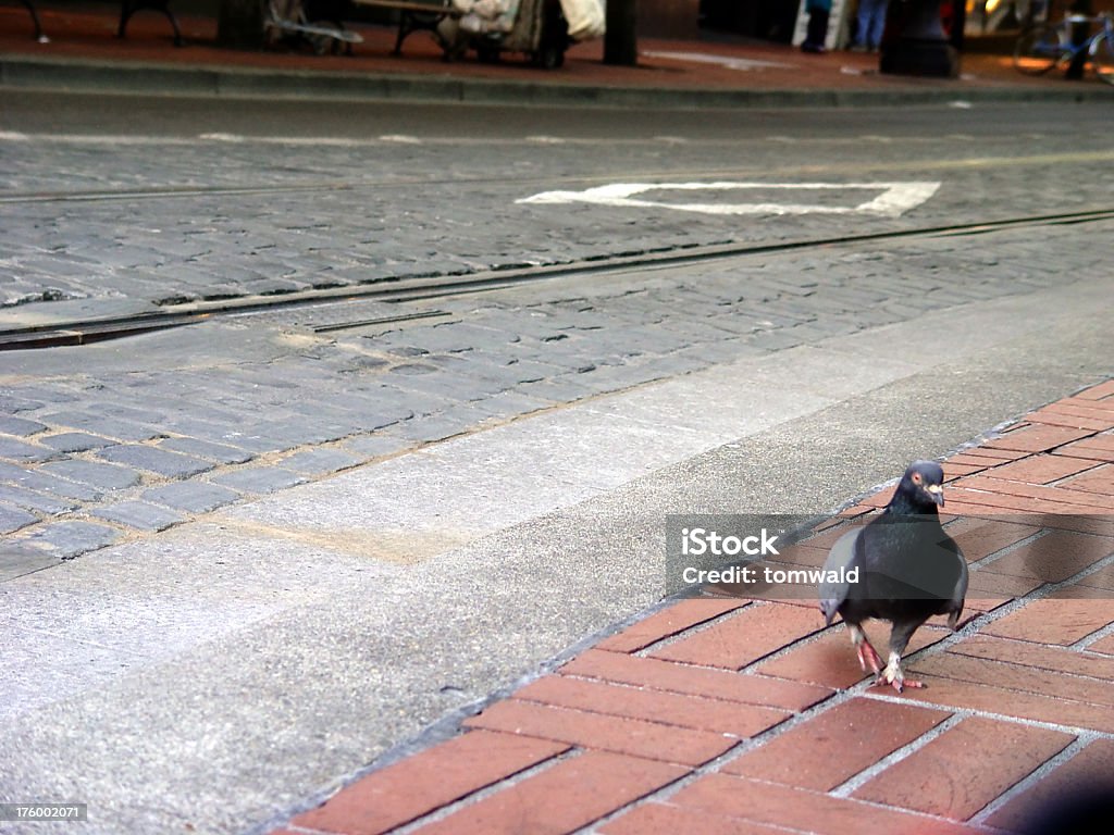 Почему Pigeon через Th дорожного движения? - Стоковые фото Без людей роялти-фри