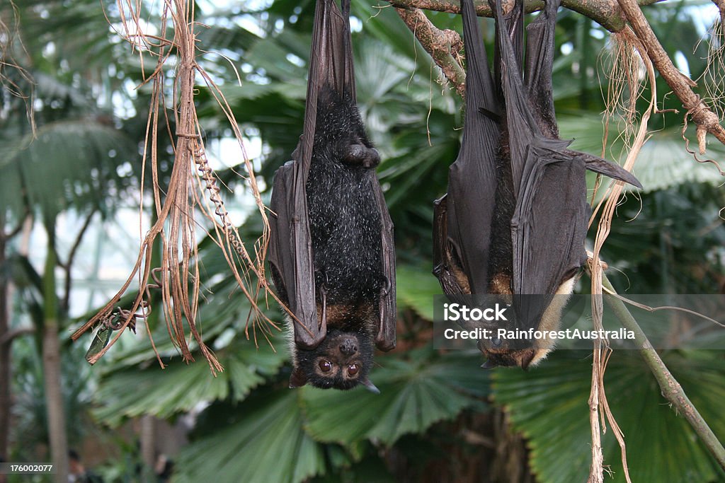 bats - Foto stock royalty-free di Animale