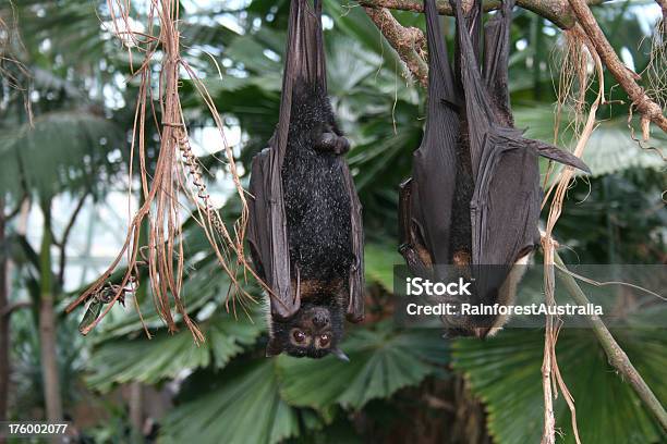 Bats - Fotografias de stock e mais imagens de Animal - Animal, Animal selvagem, Austrália