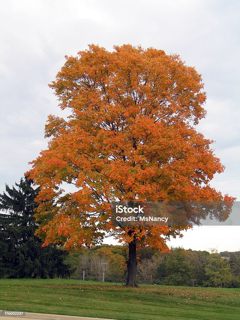 Lone Tree em Maple Grove com folhagens de outono - Foto de stock de Alto - Descrição Geral royalty-free