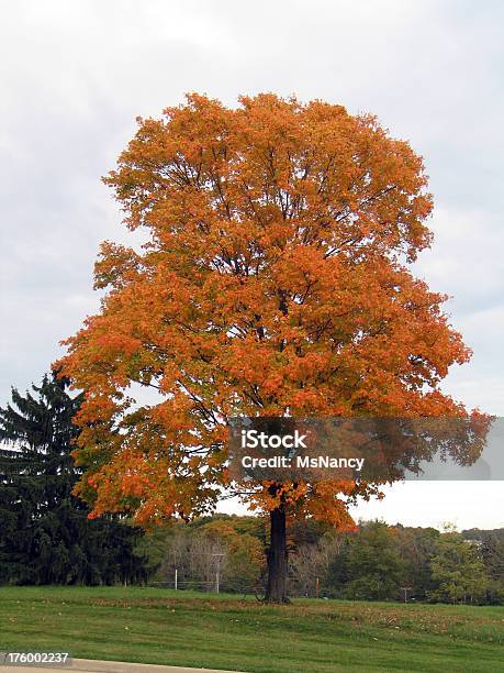 Foto de Lone Tree Em Maple Grove Com Folhagens De Outono e mais fotos de stock de Alto - Descrição Geral - Alto - Descrição Geral, Arbusto, Beleza