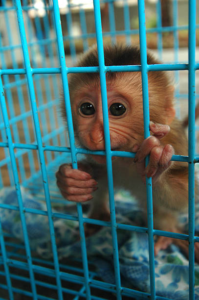 Monkey in a cage Chatuchak market stock photo