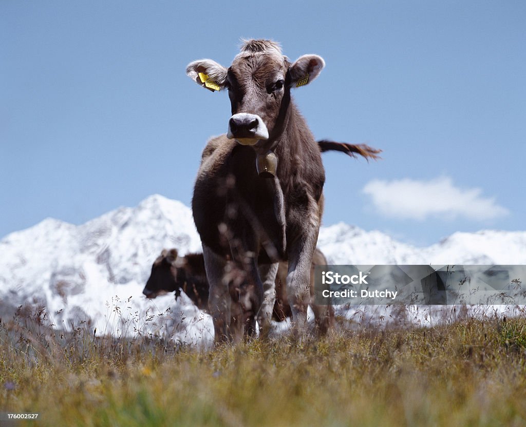 Bétail, région de la Jungfrau en Suisse. - Photo de Agriculture libre de droits