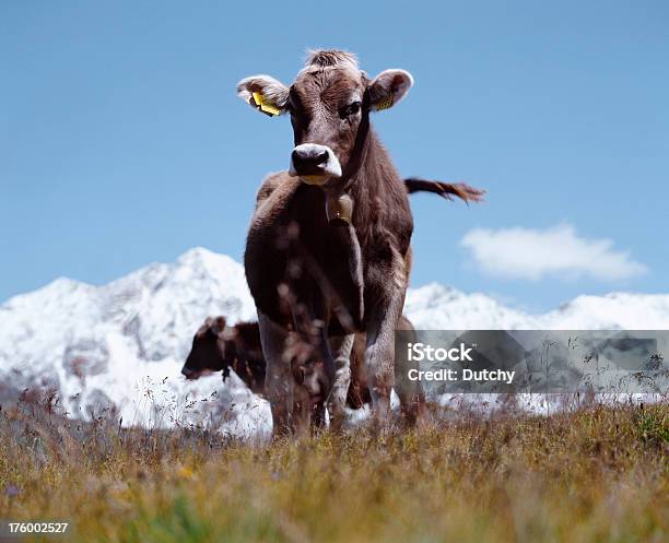 Cattle Jungfrau Region Switzerland Stock Photo - Download Image Now - Agricultural Field, Agriculture, Animal