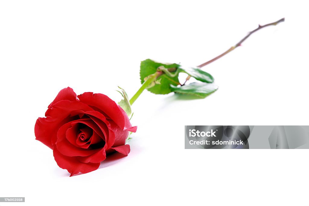 Одноместный красная роза - Стоковые фото Роза роялти-фри
