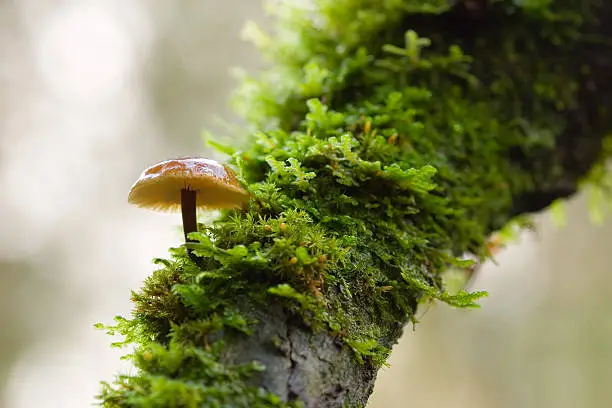 Photo of Wet Forest