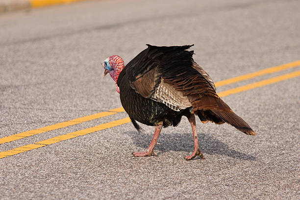 istock Thanksgiving death wish - 9783 176002817