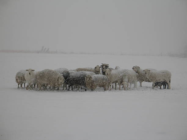 istock Herd of Sheep Trying to Stay Warm 176002984