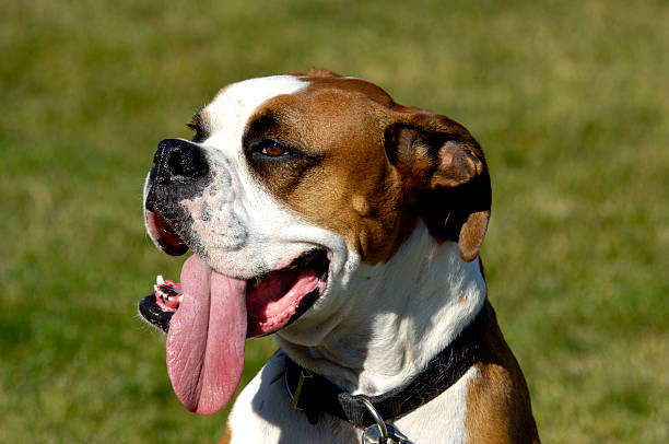 How Much Is That Doggy In The Window? Boxer Dog with very large, panting, tongue. Brown and white. panting photos stock pictures, royalty-free photos & images