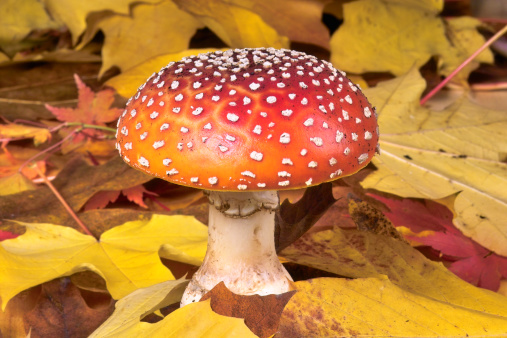 Photo of a colorful mushroom growing amongst a pile of fallen leaves.