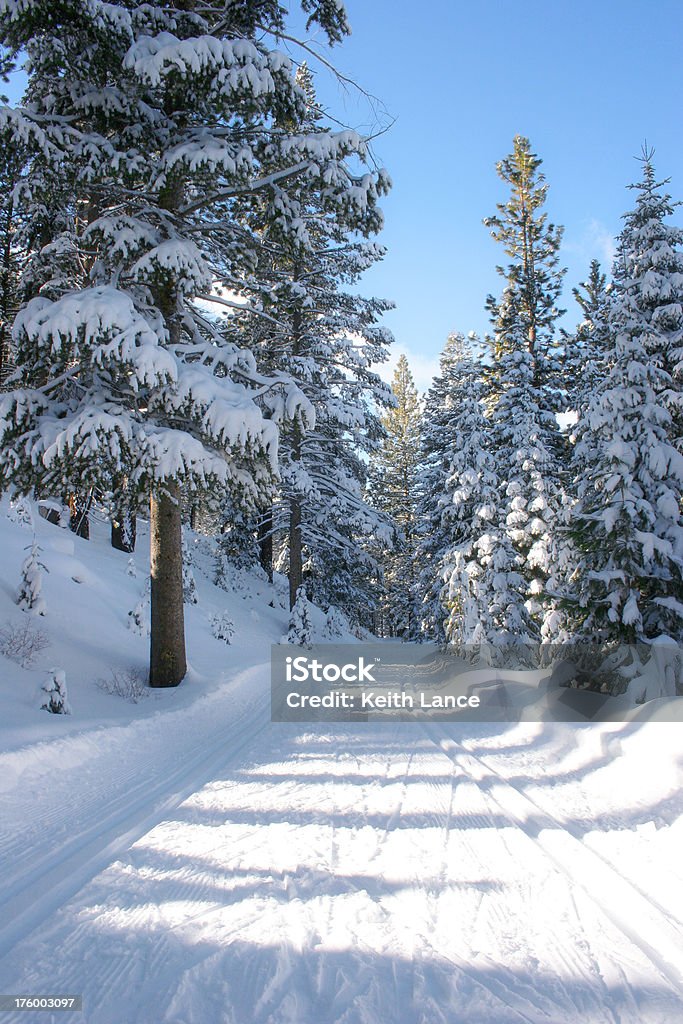 Winter - - Lizenzfrei Ast - Pflanzenbestandteil Stock-Foto