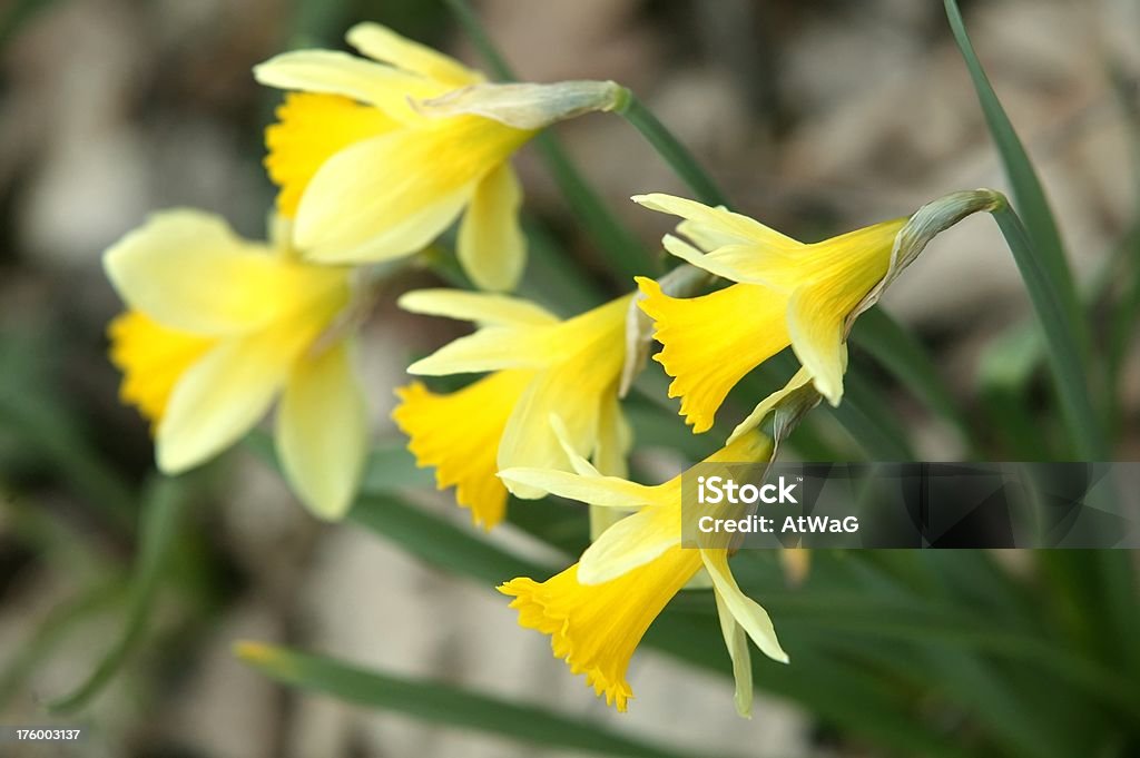 Primavera daffodils - Royalty-free Cor Viva Foto de stock