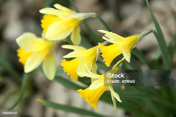 Primavera Daffodils - Fotografias de stock e mais imagens de Cor Viva - Cor Viva, Cultura Holandesa, Dourado - Cores